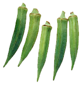 季節のお野菜 : オクラ